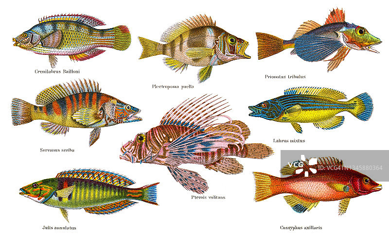 热带鱼古董彩 lithograph 插图图片素材