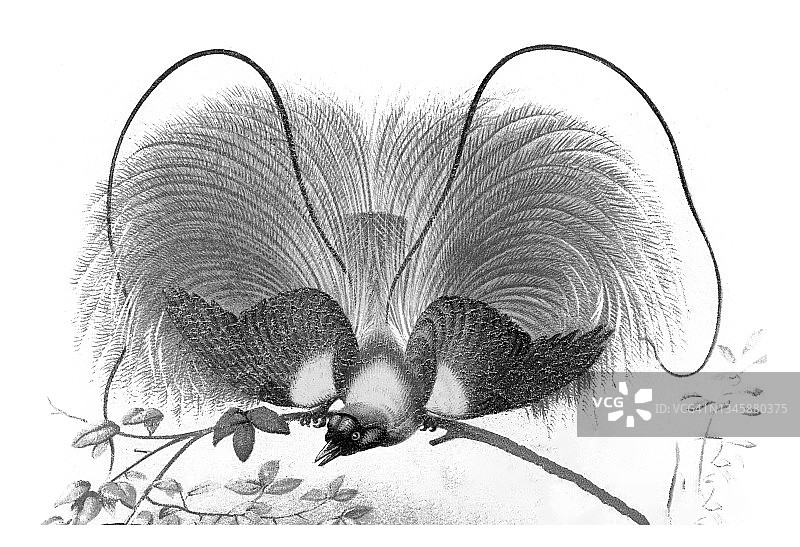 红极乐鸟（红极乐鸟属）古董雕刻插图图片素材