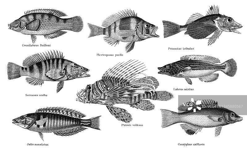 热带鱼古董彩 lithograph 插图图片素材
