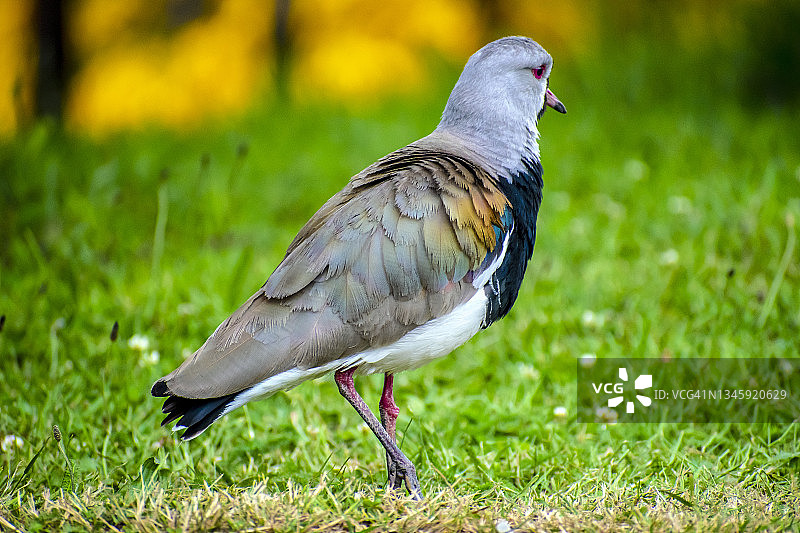 智利麦鸡，阿根廷内乌肯图片素材