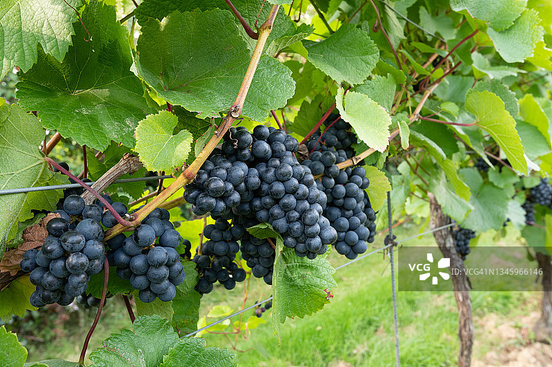 英国肯特郡葡萄园的红葡萄图片素材