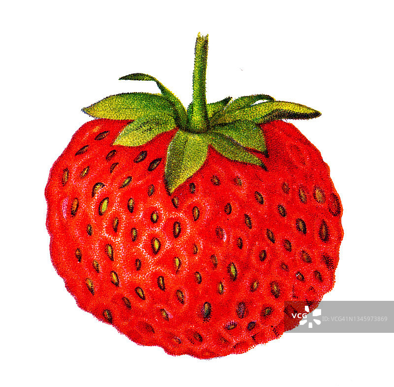 草莓果实彩色石印插图图片素材
