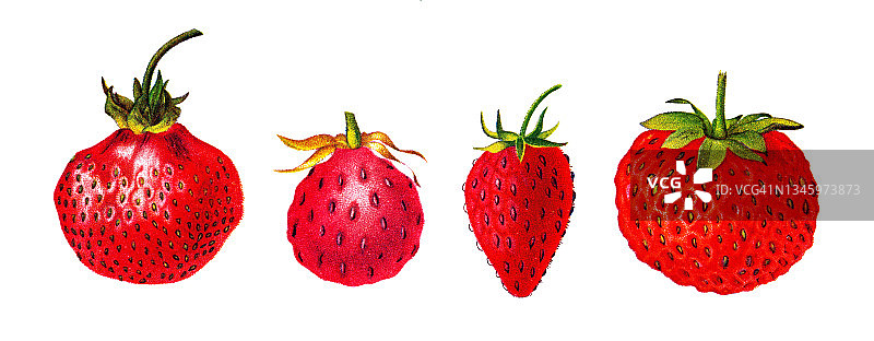 草莓古老彩色石印插图图片素材