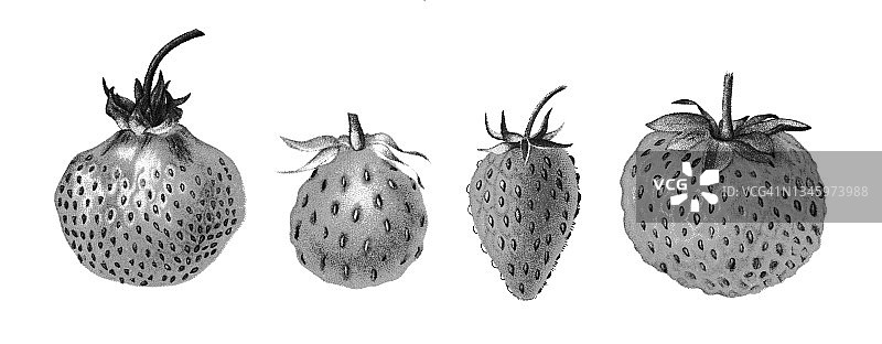草莓古老彩色石印插图图片素材