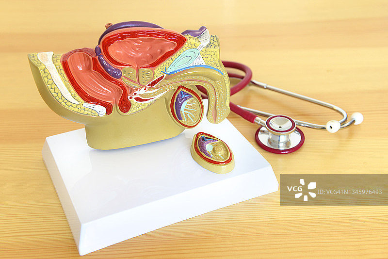 男性生殖器官解剖教学模型图片素材