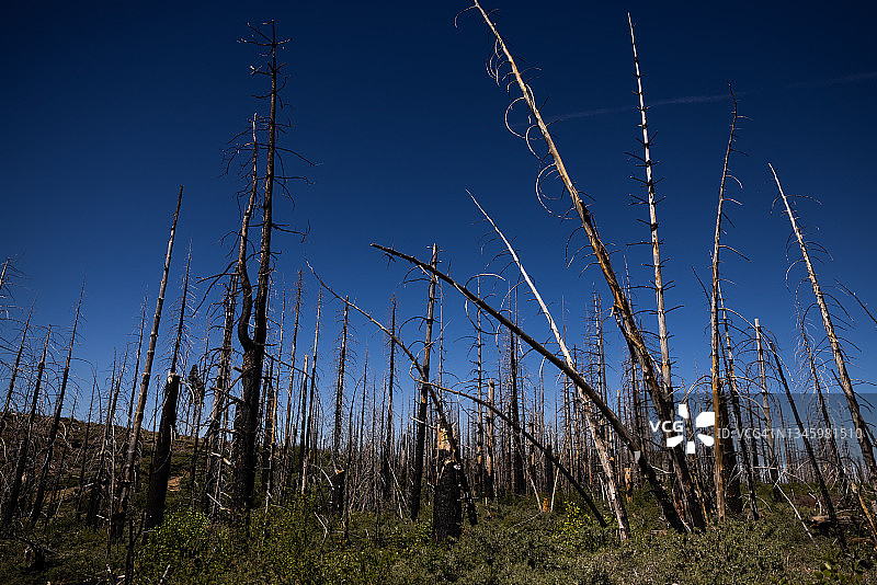 森林中烧毁的树木图片素材