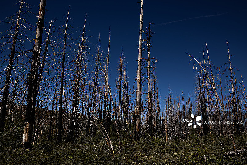 森林中烧毁的树木图片素材