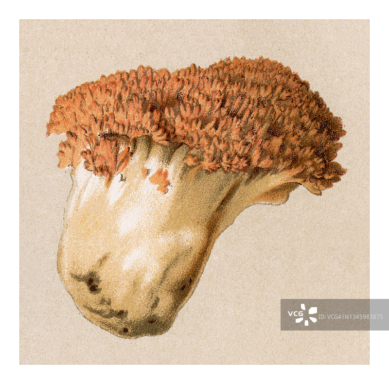食用菌、蘑菇古董雕刻插图-簇生珊瑚菌、粉红珊瑚菌或花椰菜珊瑚菌图片素材