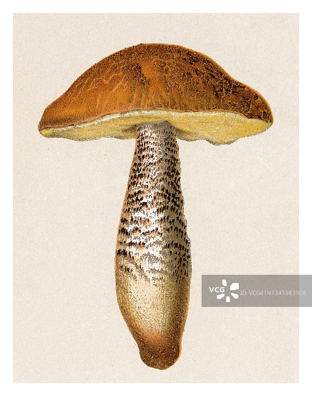 可食用真菌：白桦牛肝菌古版画插图图片素材