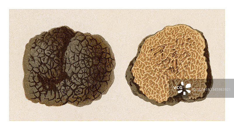 可食用真菌、蘑菇 - 黑松露或法国黑松露（块菌）古老雕刻插图图片素材