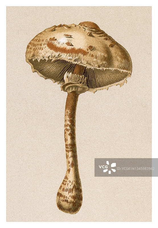 食用真菌，蘑菇 - 大环柄菇的古老雕刻插图图片素材