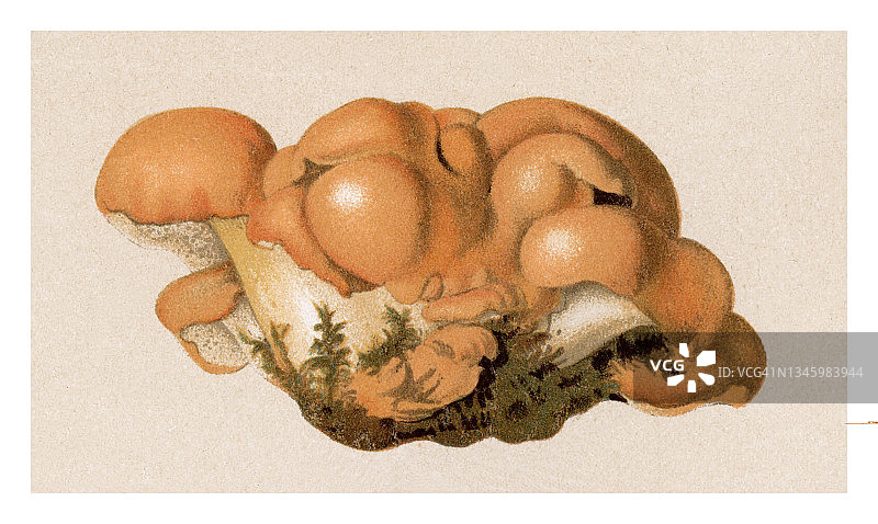 食用菌菇古董雕刻插图：融合多孔菌图片素材