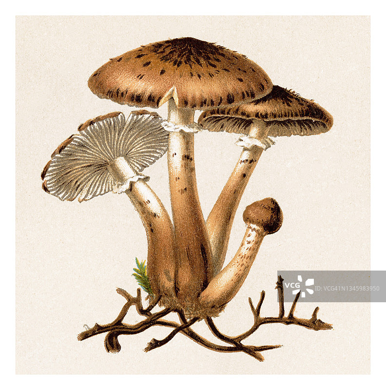食用菌、蘑菇 - 蜜环菌古董雕刻插图图片素材