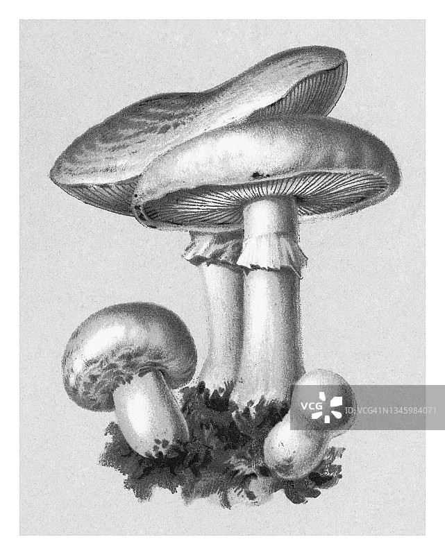 古代版画：食用菌，蘑菇——田野蘑菇（Agaricus campestris）图片素材
