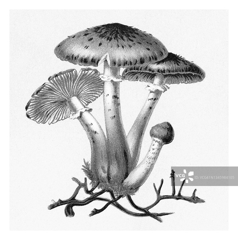 食用菌、蘑菇 - 蜜环菌古董雕刻插图图片素材