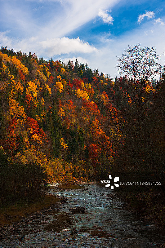 秋季森林的明亮秋叶色彩图片素材