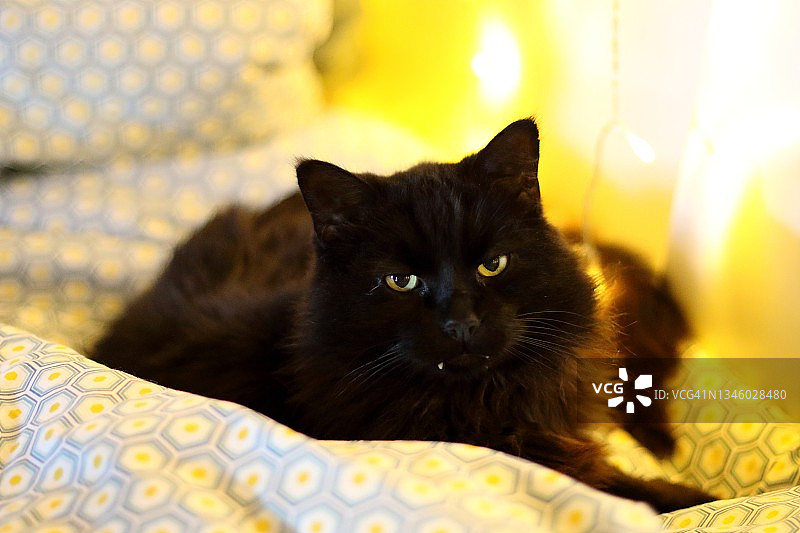 黑色的猫图片素材