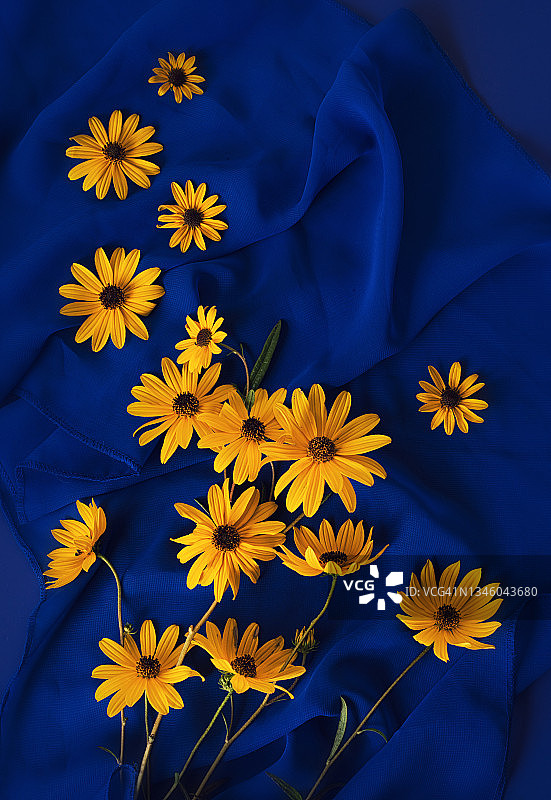 蓝色背景下的黑心菊花朵图片素材