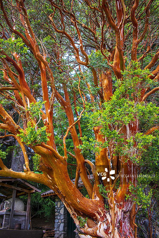 老智利桃金娘树阿根廷巴塔哥尼亚图片素材
