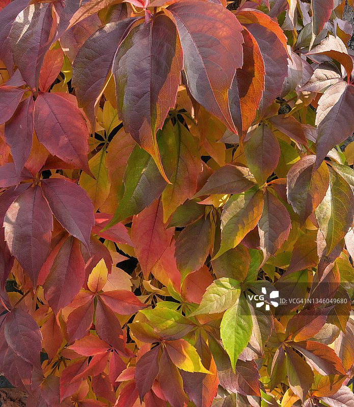 爬行者图片素材