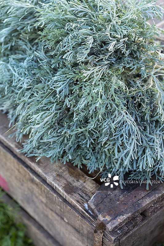 伊夫兰集市，摩洛哥中阿特拉斯山脉图片素材