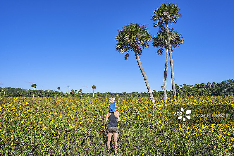 奥兰多附近杰苏普湖保护区美丽的向日葵野花田图片素材