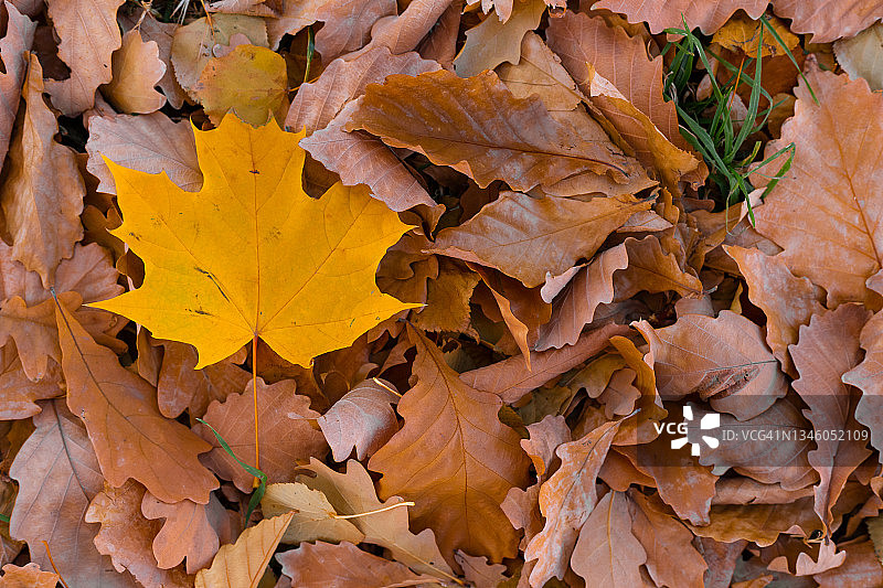 橡树和枫树叶图片素材