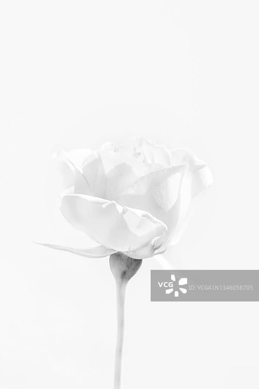 白色背景上的白色玫瑰花图片素材