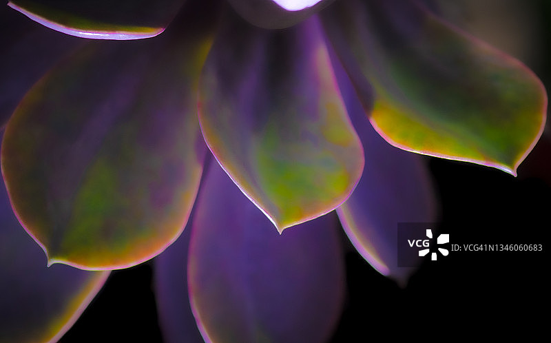 多肉植物叶片特写图片素材