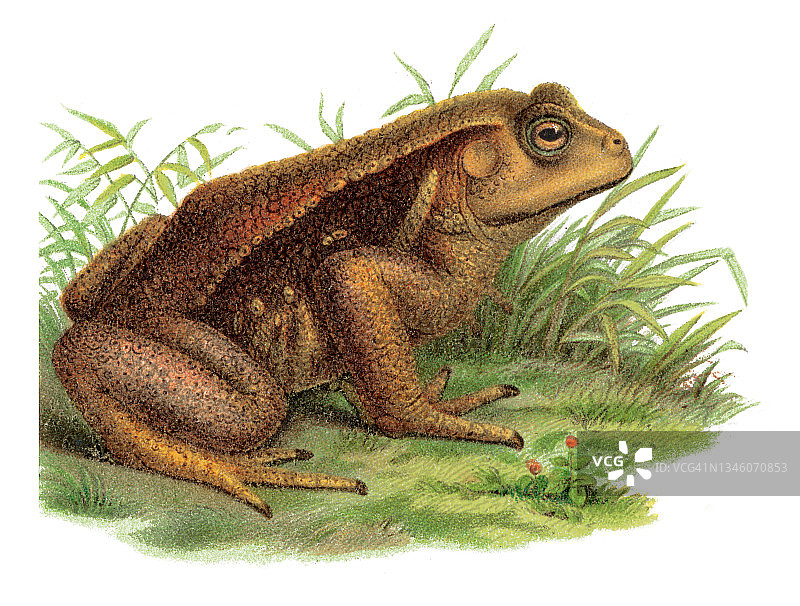 日本蟾蜍的彩色石印插图图片素材