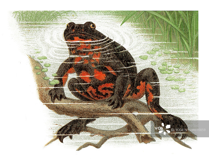 欧洲铃蟾古老彩色石印插图图片素材