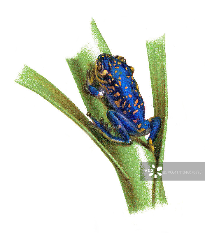 老式彩色石印青蛙插图：Leptopelis flavomaculatus图片素材
