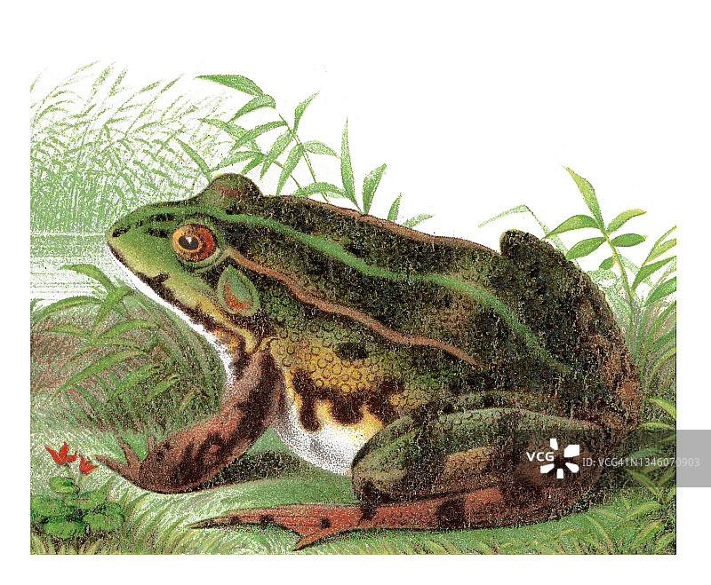 食用蛙，普通水蛙，绿蛙古版画插图图片素材