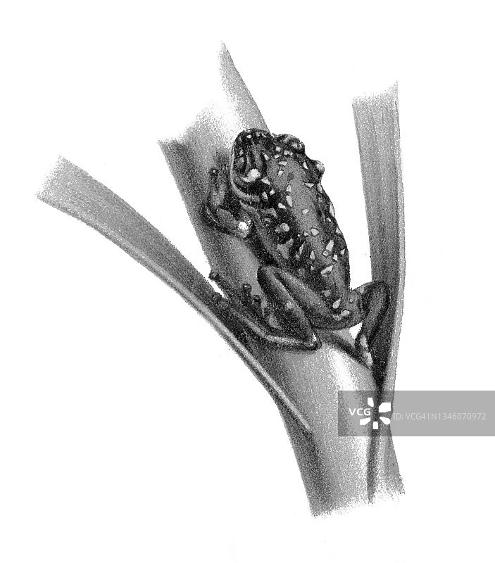 老式彩色石印青蛙插图：Leptopelis flavomaculatus图片素材