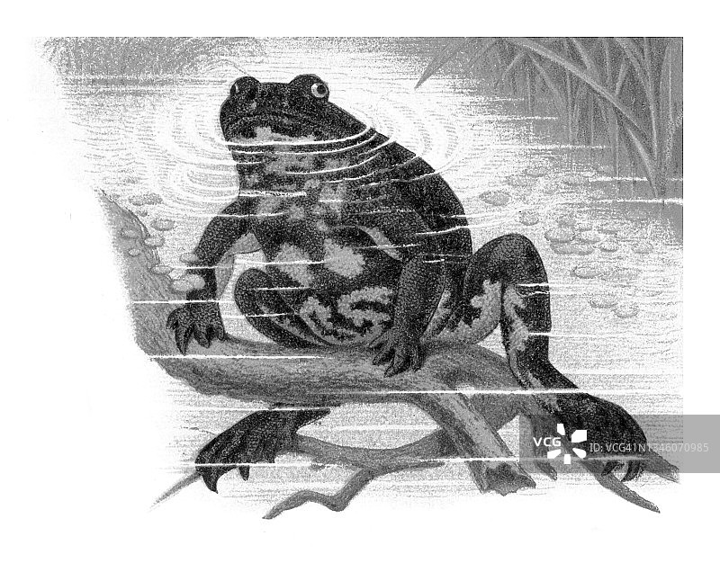 欧洲铃蟾古老彩色石印插图图片素材