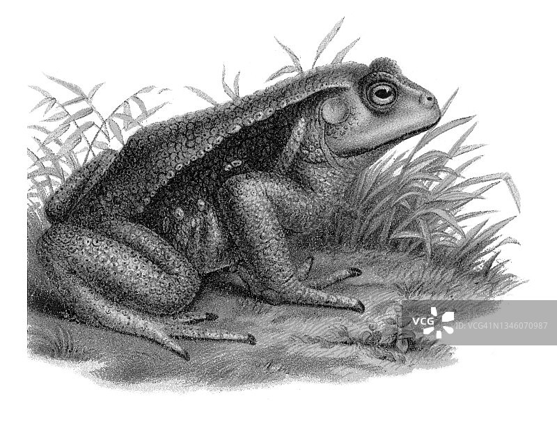 日本蟾蜍的彩色石印插图图片素材