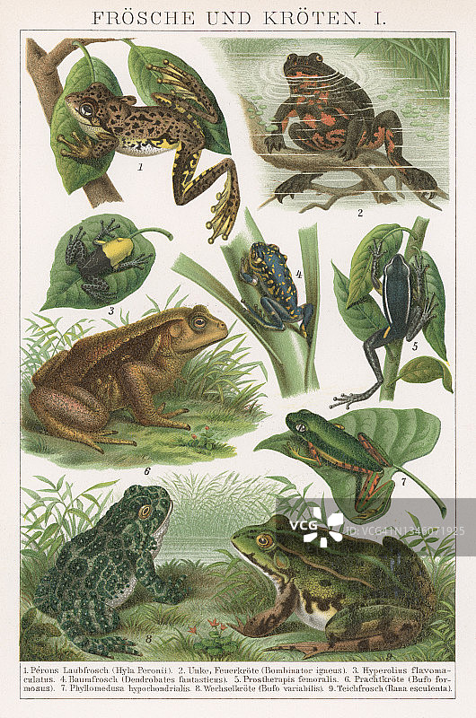 青蛙和蟾蜍古老的彩色石印插图图片素材