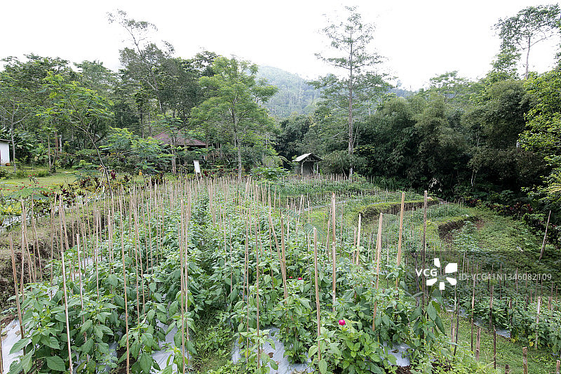 山顶种植园图片素材