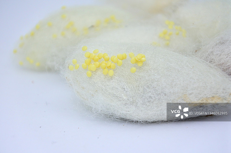 蚕茧上的家蚕卵图片素材