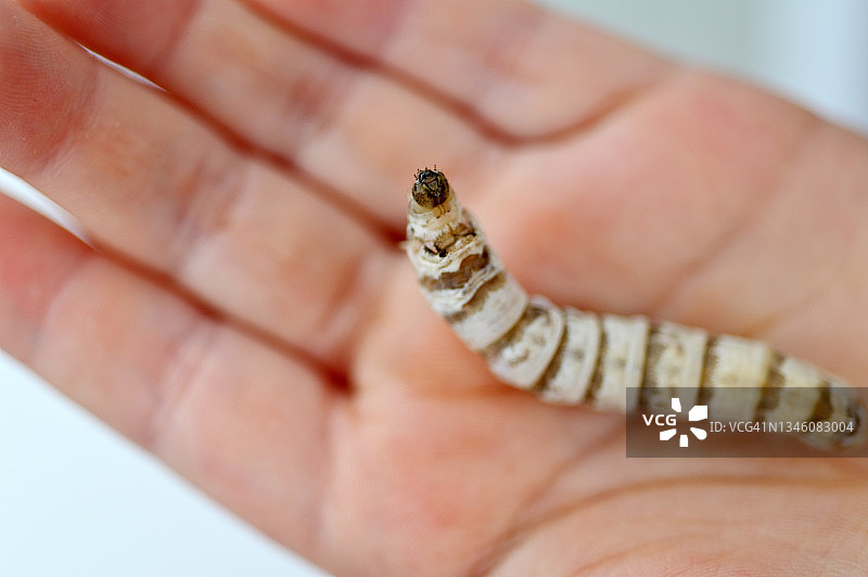 蚕毛虫在孩子手上爬行图片素材