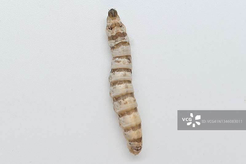 白色背景上爬行的蚕图片素材