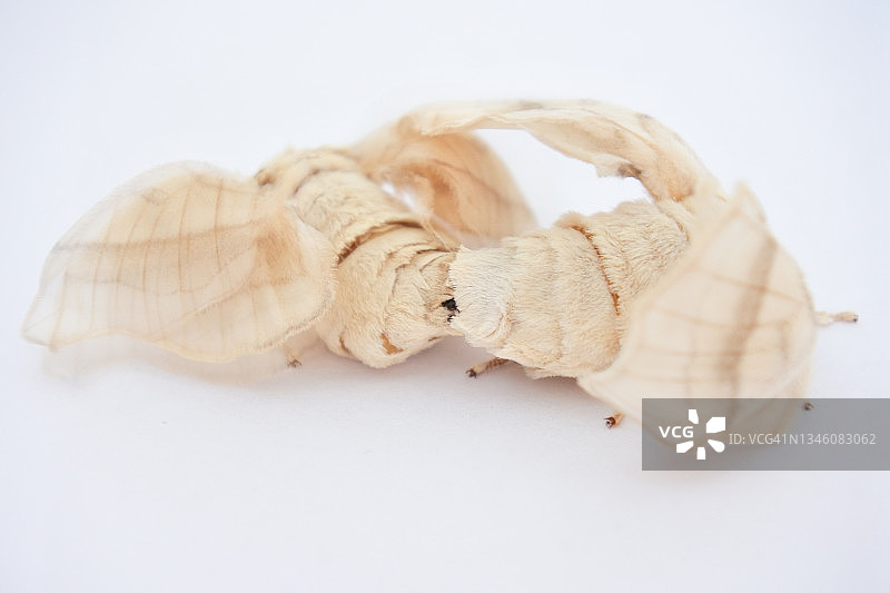 两只家蚕在白色背景上交配图片素材
