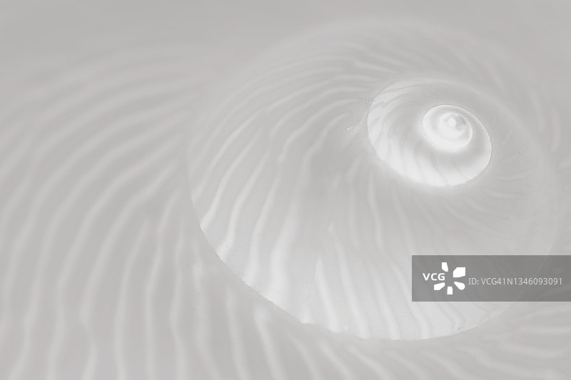 色彩转换为白色和灰色的螺旋贝壳图案图片素材