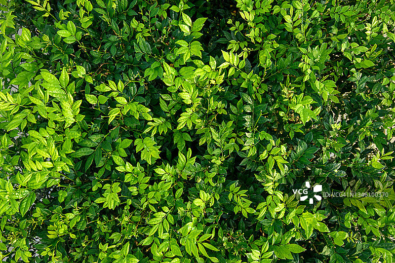 绿色植物背景图片素材