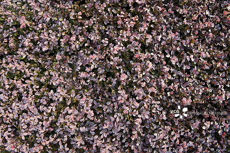 花园中的红叶小檗树篱植物图片素材