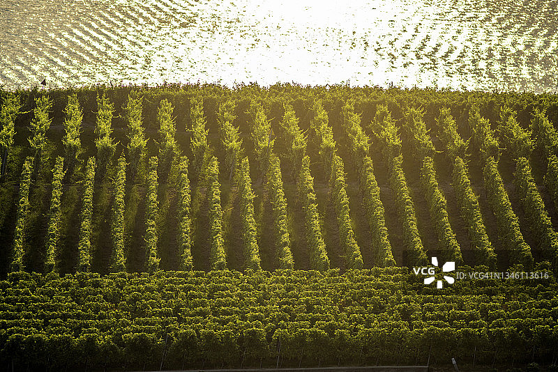 日落时日内瓦湖畔的拉沃葡萄园图片素材