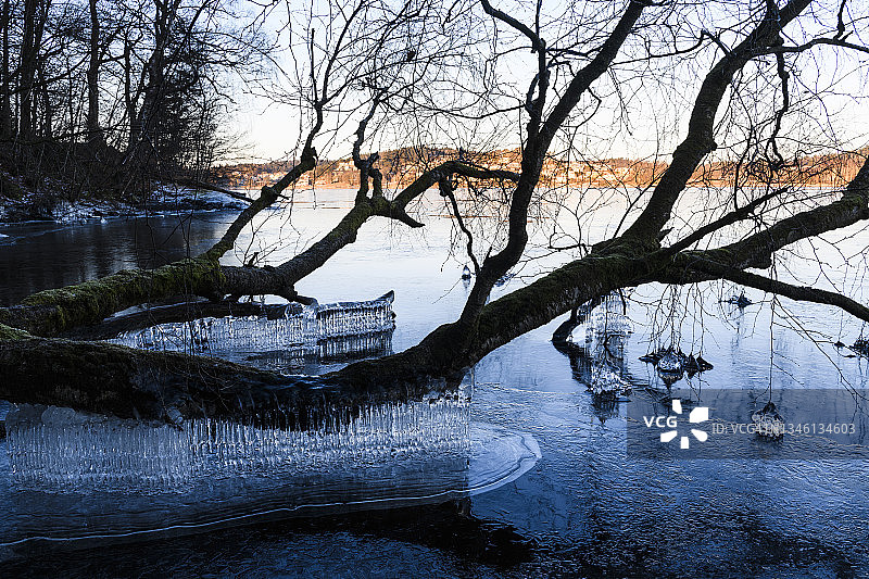 湖畔树木景色图片素材