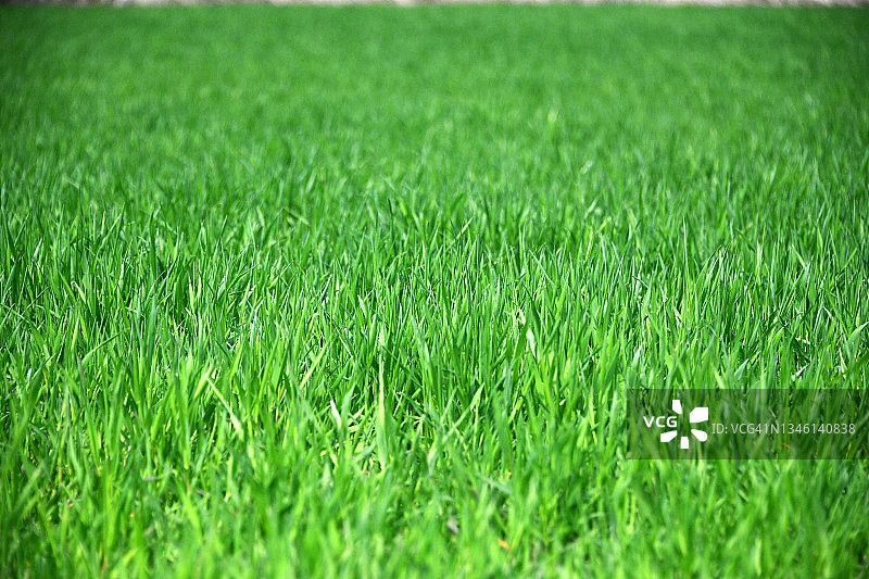 韩国南杨州绿色大麦田图片素材