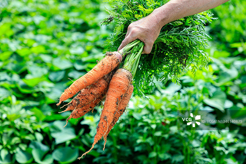 胡萝卜蔬菜图片素材
