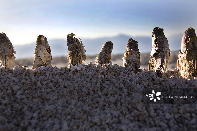 索尔顿海的死鱼，美国加利福尼亚州棕榈泉图片素材